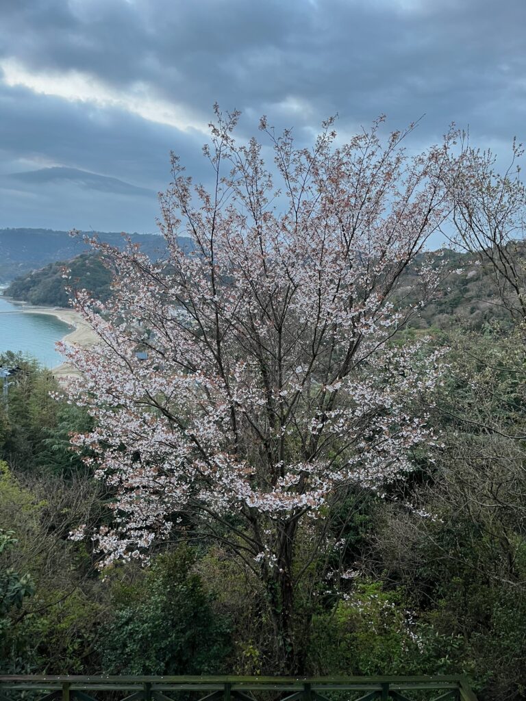 うちの桜