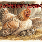 ニワトリが子猫を育てる