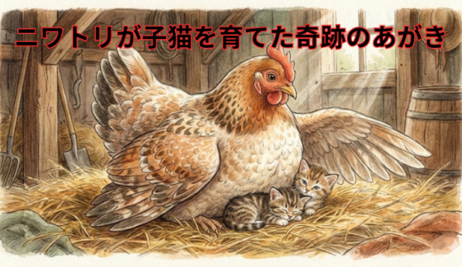 🐔ニワトリが子猫を育てた奇跡のあがき